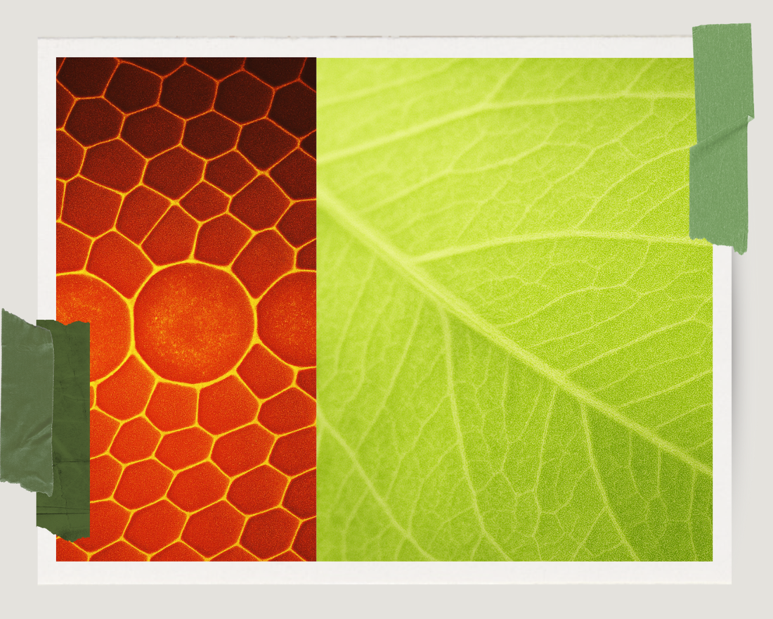 From Plant to Piece: The Story Behind Our Hair Accessories